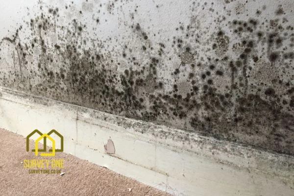 What’s the First Step to Take When You Notice Damp on a Party Wall Derby?